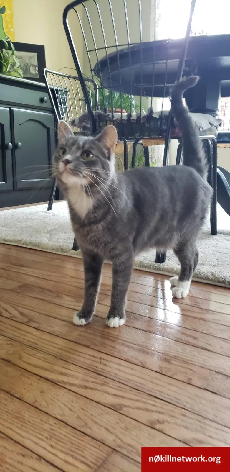 Lost cat in Mishawaka, IN, 46544