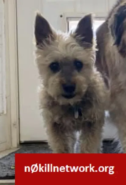 Lost dog in Denver, CO, 80207