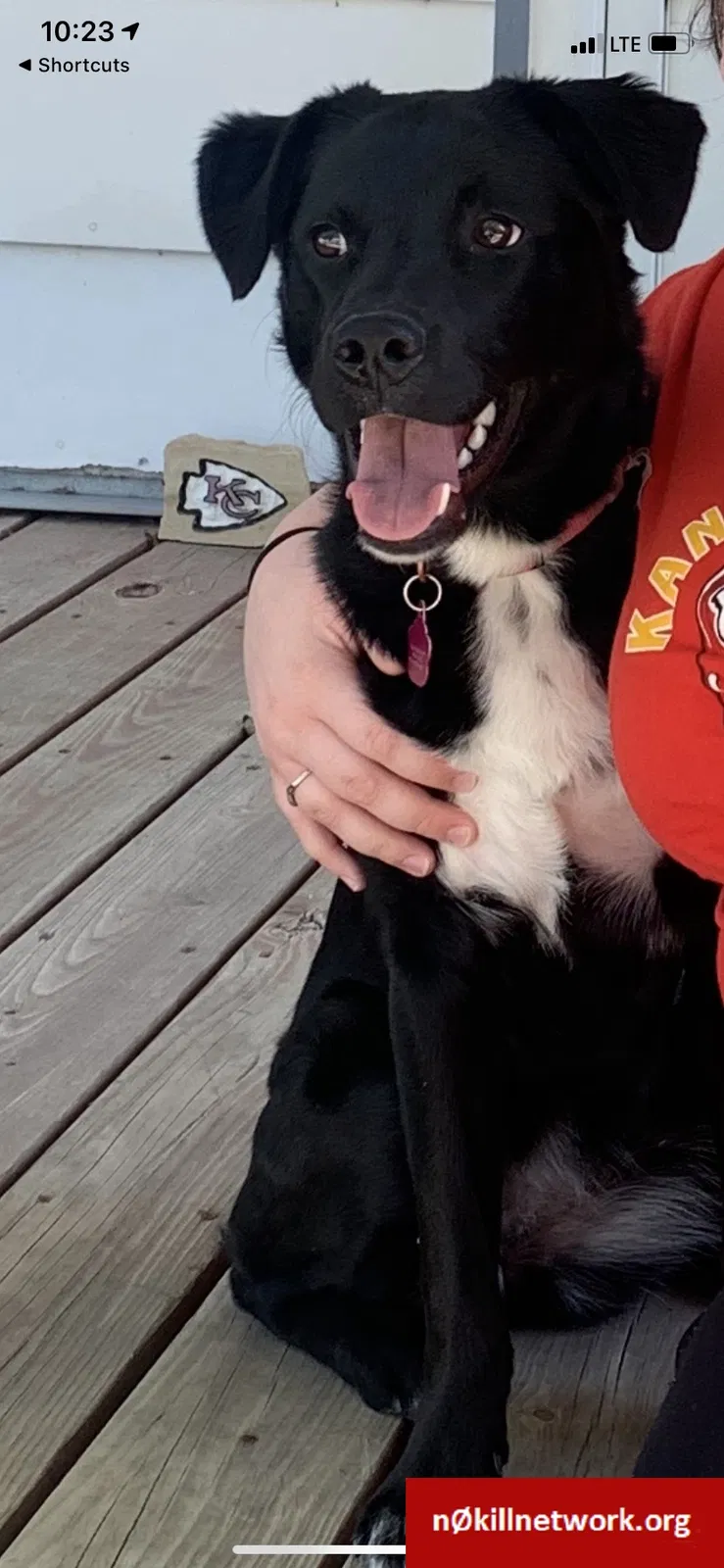 Lost dog in Springfield, MO, 65807