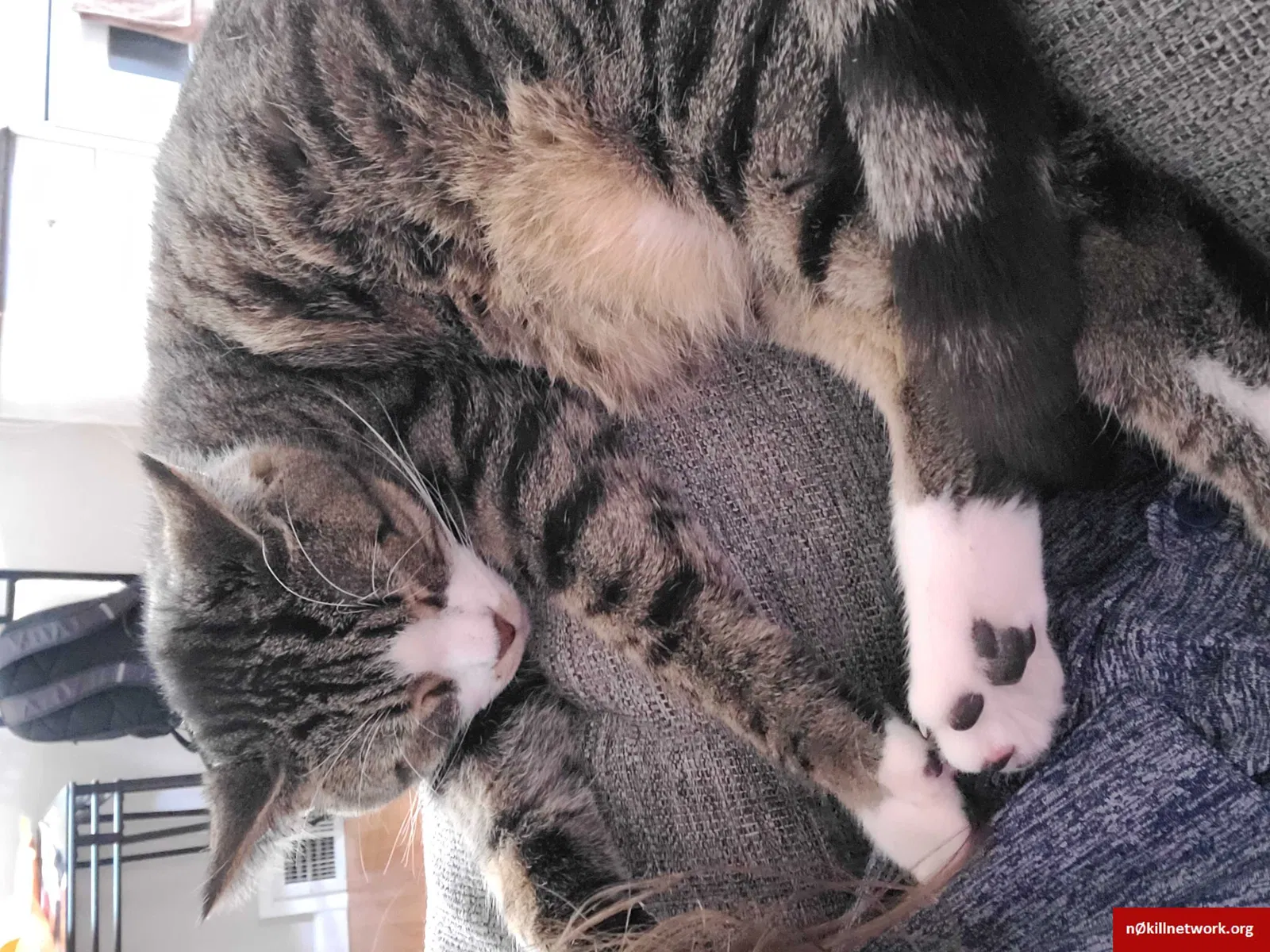 Lost cat in Livonia, MI, 48154