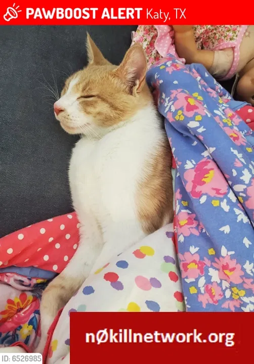 Lost cat in Katy, TX, 77494