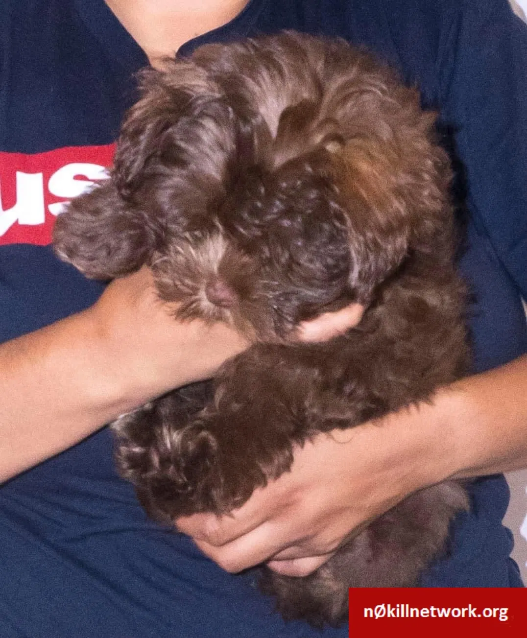 Lost dog in Tacoma, WA, 98404