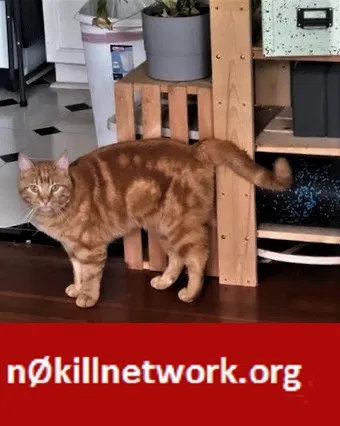 Lost cat in Portland, OR, 97232