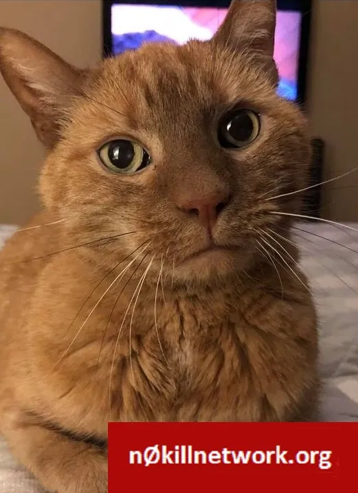 Lost cat in Stratford, CT, 6614