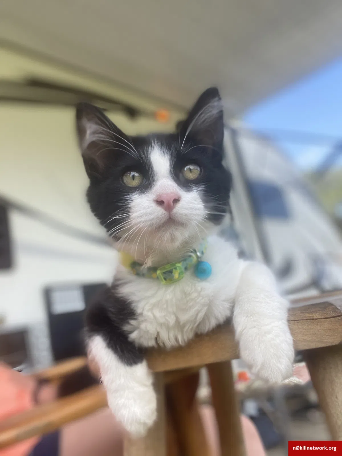 Lost cat in Defuniak Springs, FL, 32433