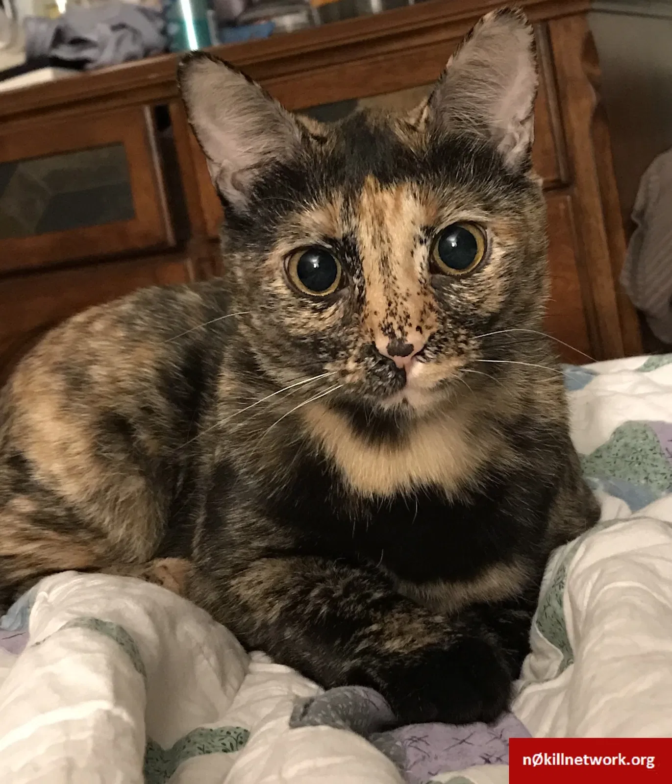 Lost cat in Miamisburg, OH, 45342