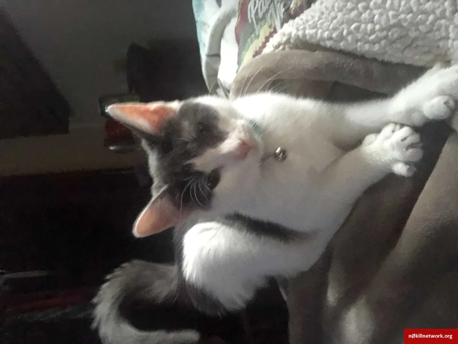 Lost cat in Green Bay, WI, 54303