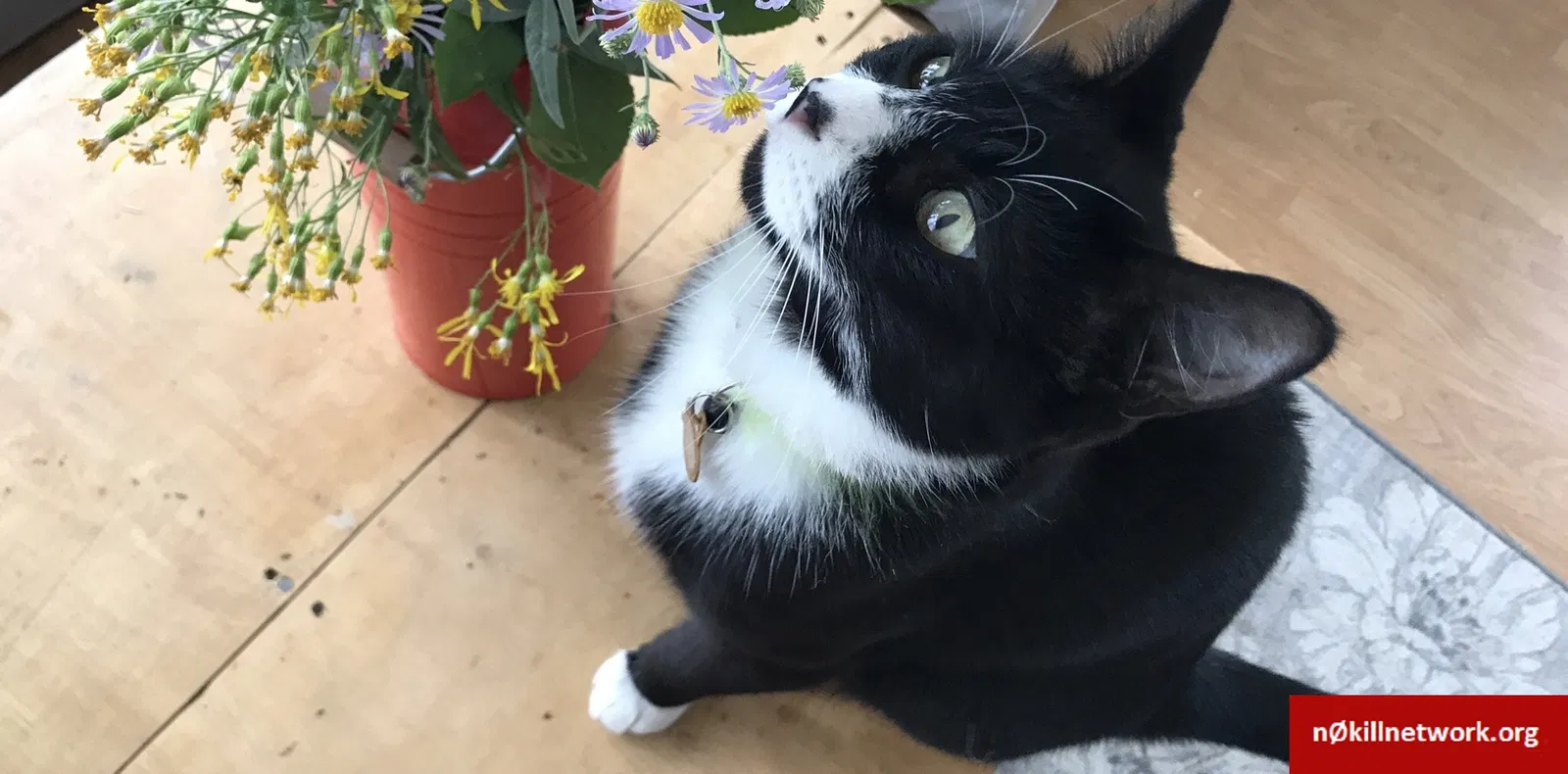 Lost cat in Yakima, WA, 98902