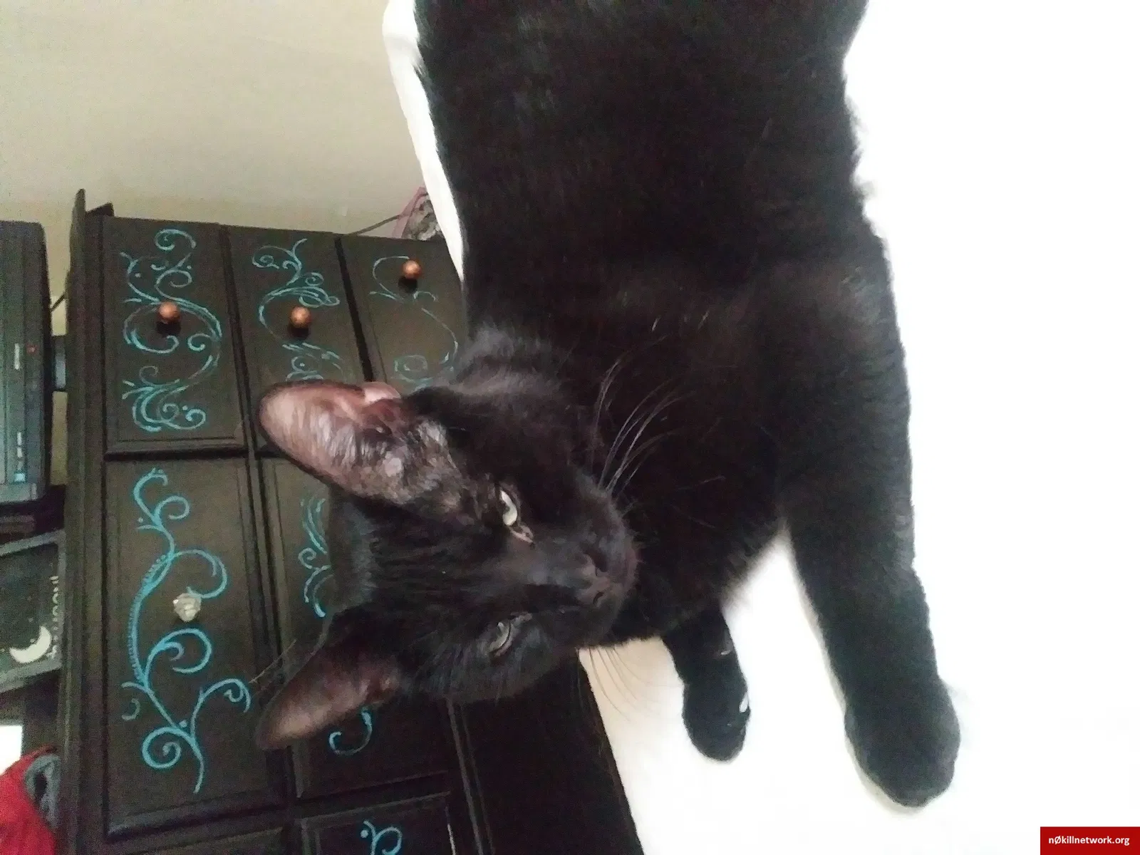 Lost cat in Florence, AZ, 85132
