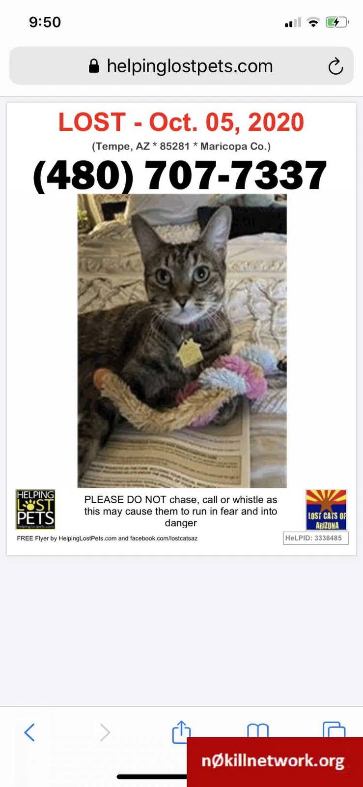 Lost cat in Tempe, AZ, 85281