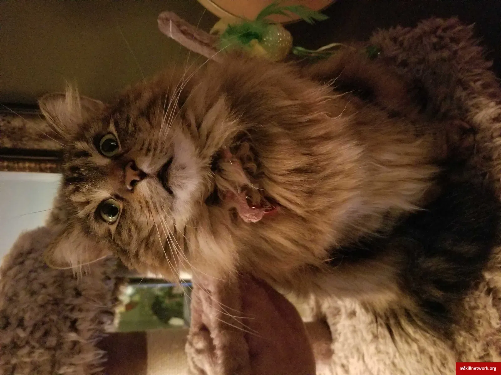 Lost cat in Neenah, WI, 54956