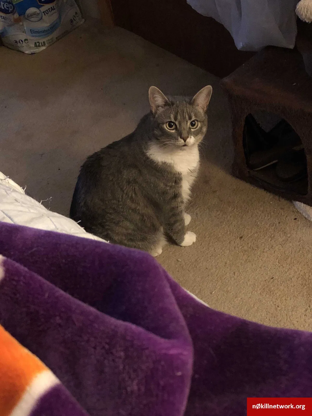 Lost cat in Taylors, SC, 29687