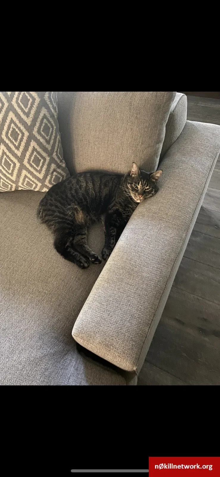 Lost cat in Denver, CO, 80209