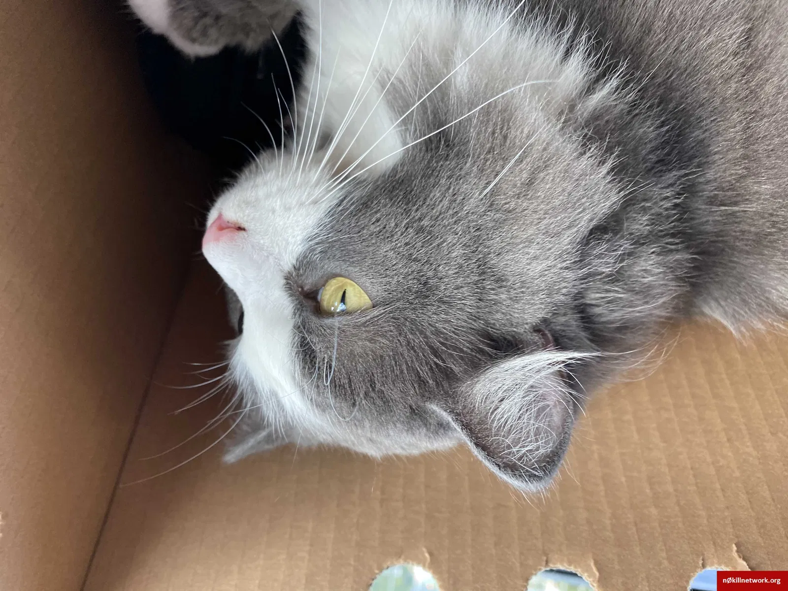 Lost cat in Charleston, WV, 25311