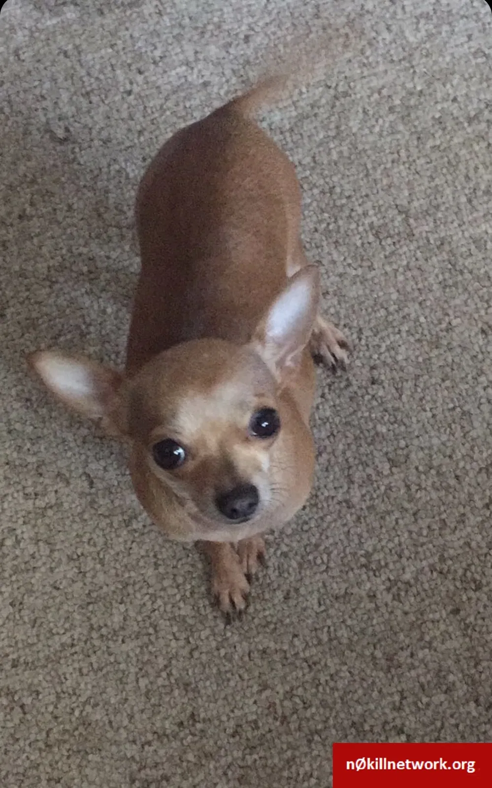 Lost dog in Bryan, TX, 77803