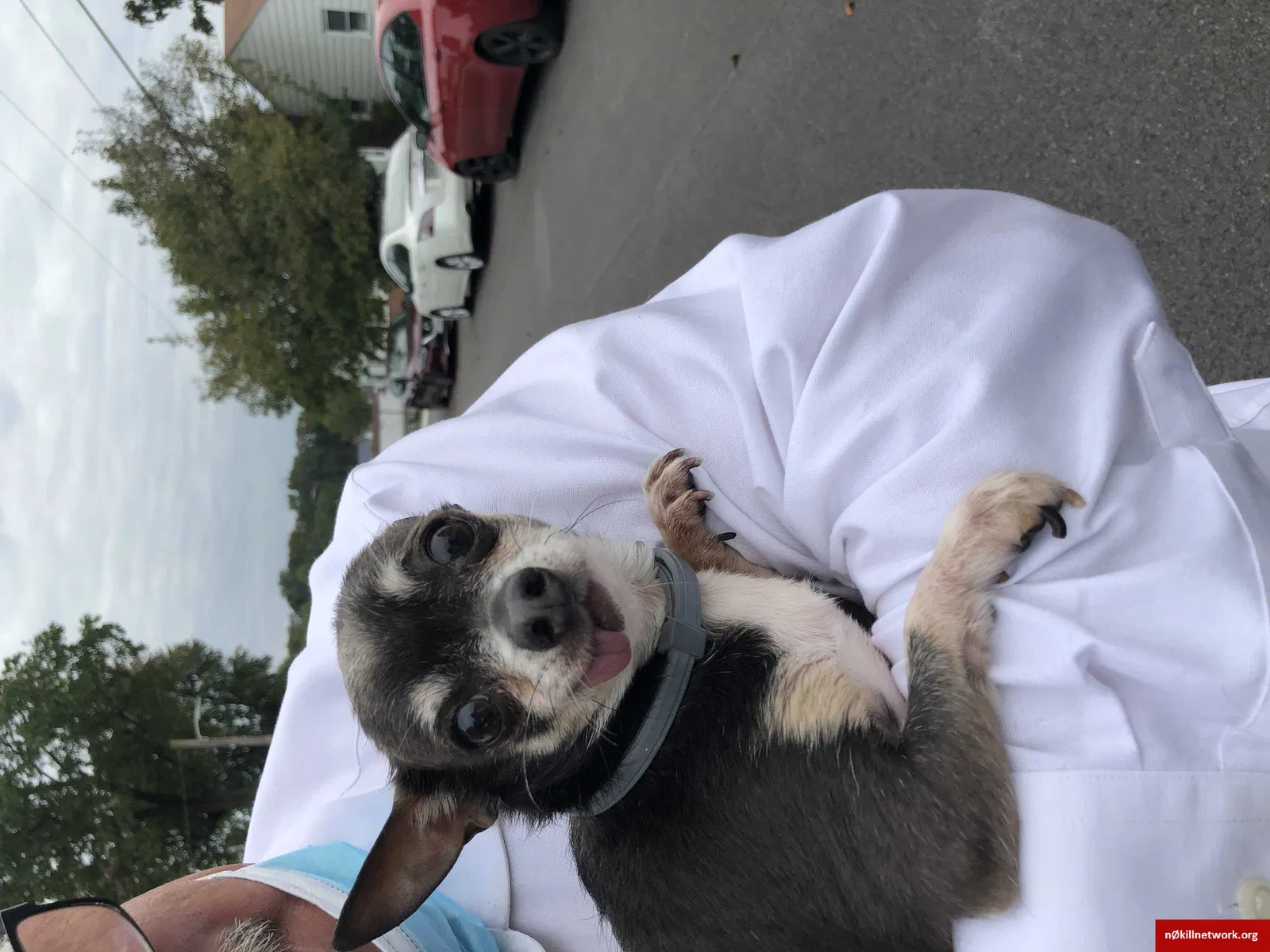 Lost dog in Brooklyn, MD, 21225