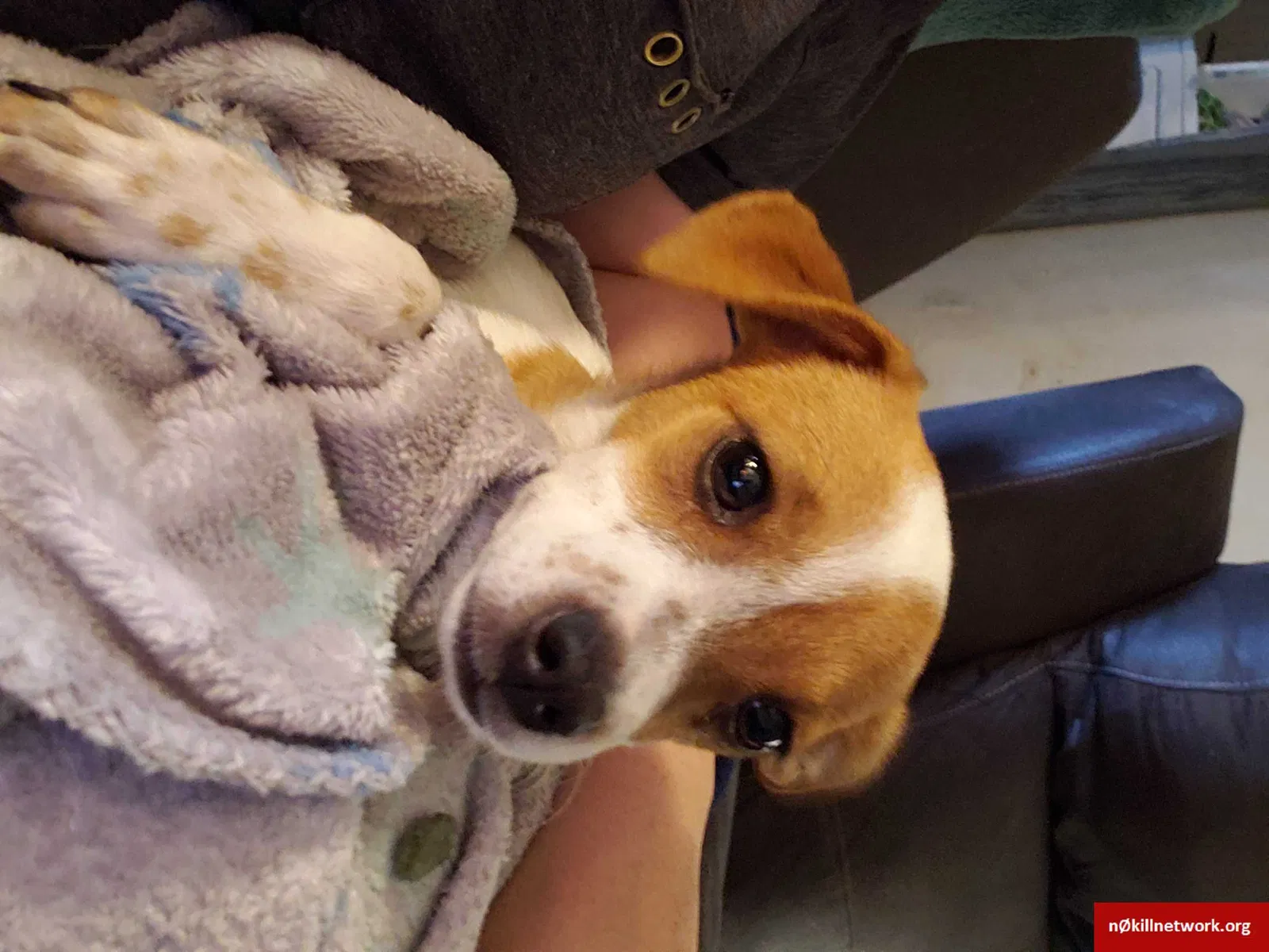 Lost dog in Renton, WA, 98056