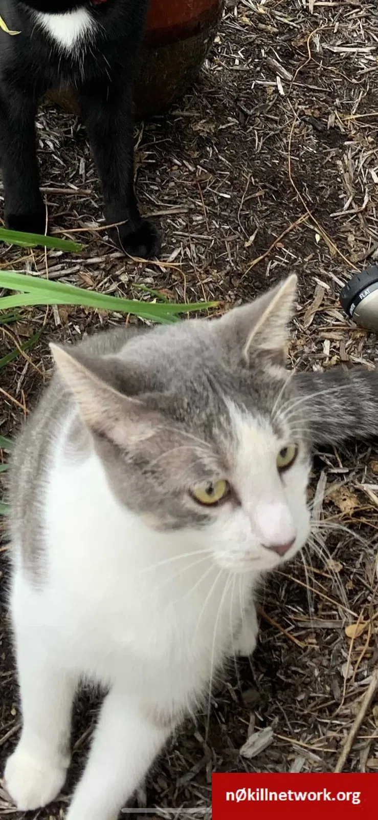 Lost cat in Greencastle, PA, 17225
