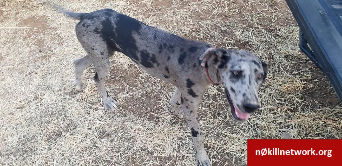 Lost dog in Devine, TX, 78016