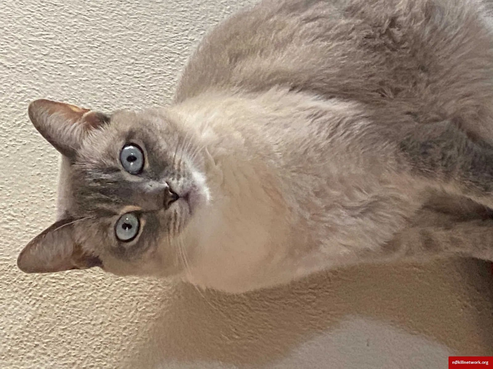 Lost cat in Salem, WI, 53168