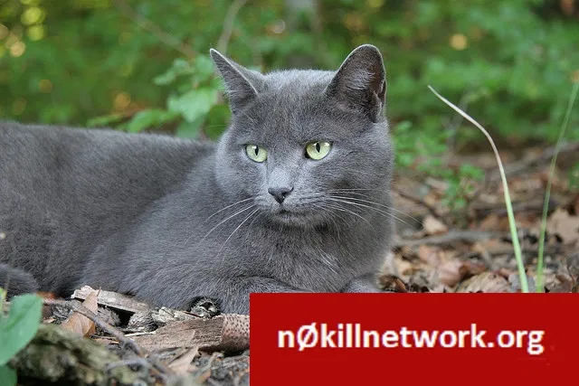 Lost cat in Tulsa, OK, 74106