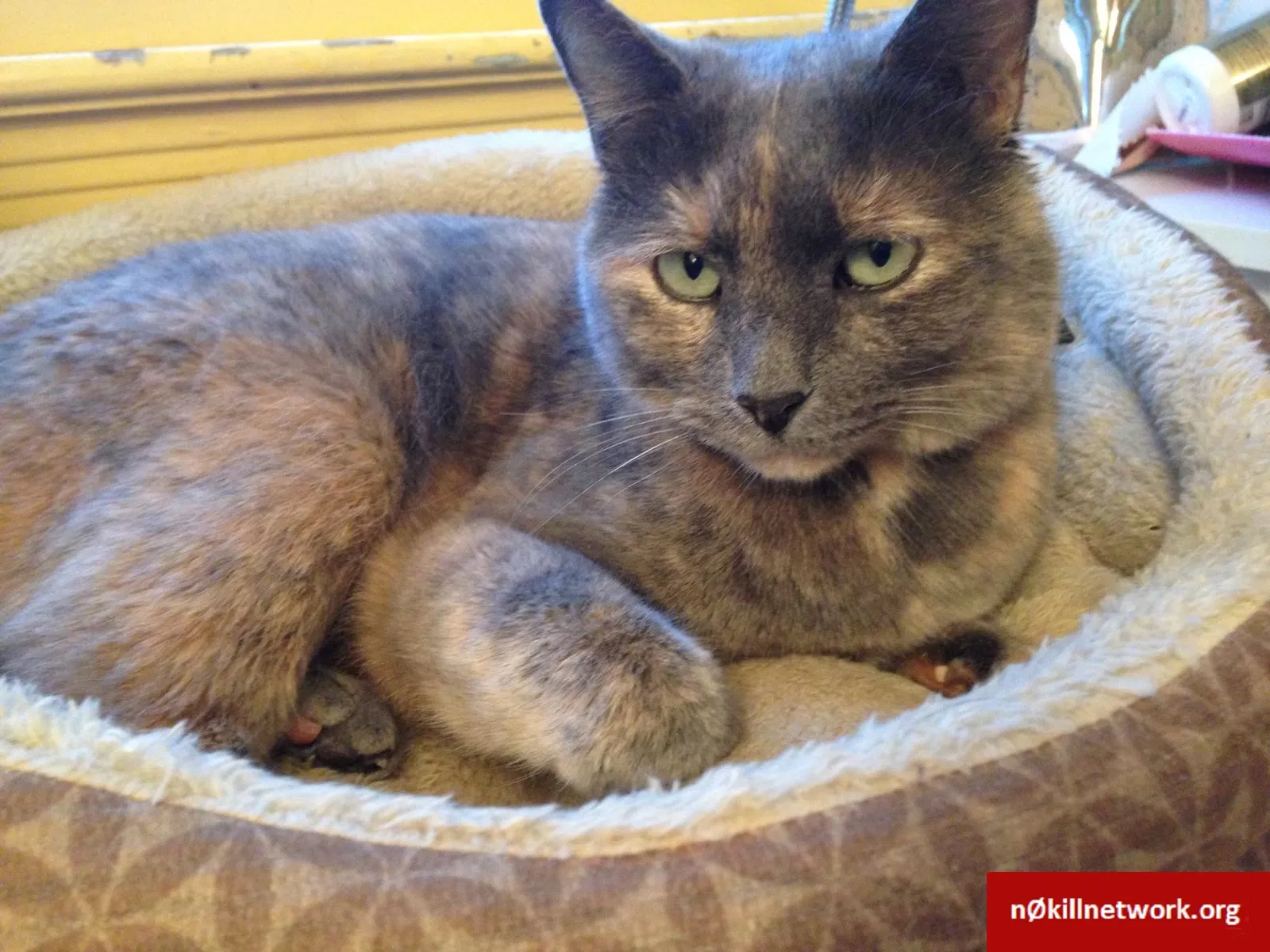 Lost cat in Charlottesville, VA, 22901