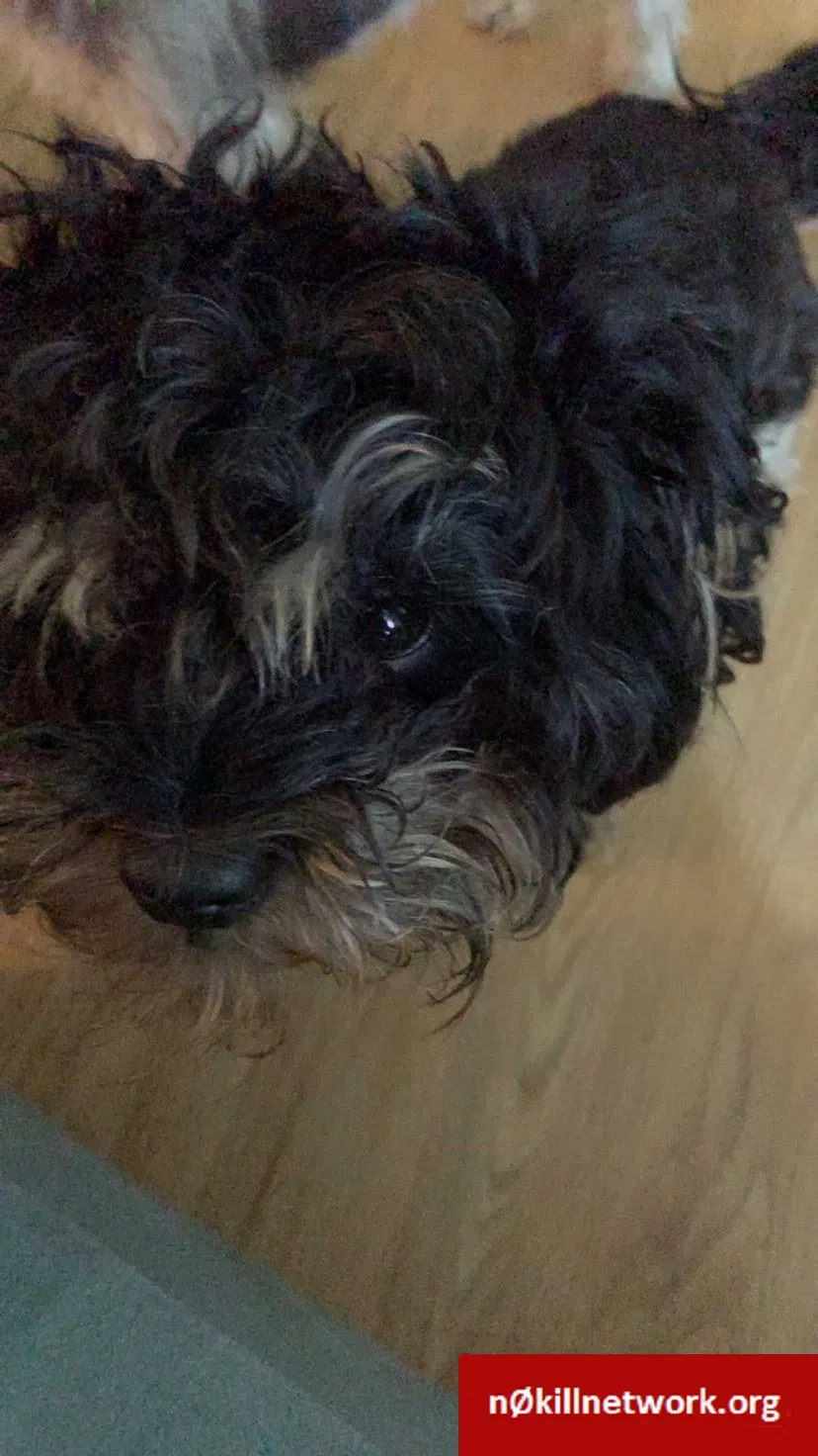 Lost dog in Albany, NY, 12207
