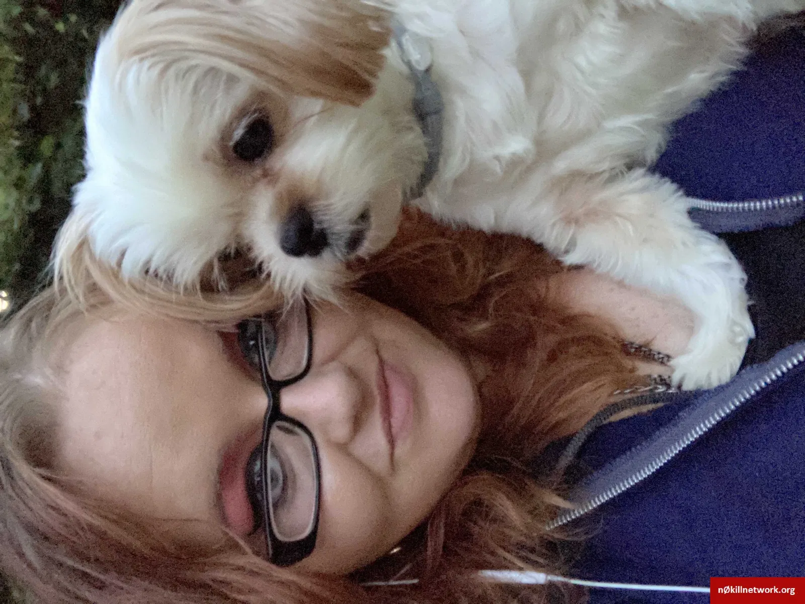 Lost dog in Gulf Shores, AL, 36542