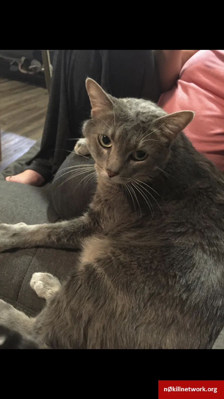 Lost cat in Phoenix, AZ, 85085