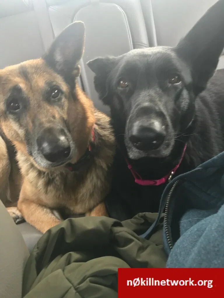 Lost dog in Saint Louis, MO, 63104