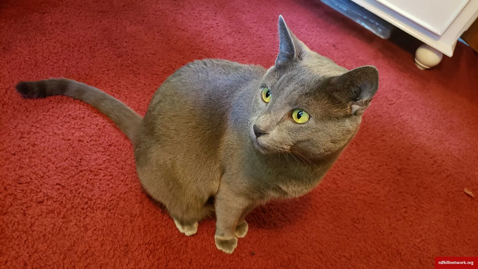 Lost cat in Turtle Creek, PA, 15145