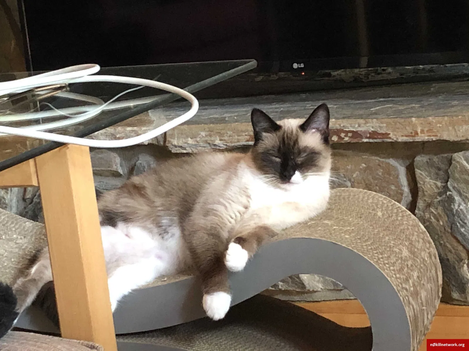 Lost cat in Raleigh, NC, 27612