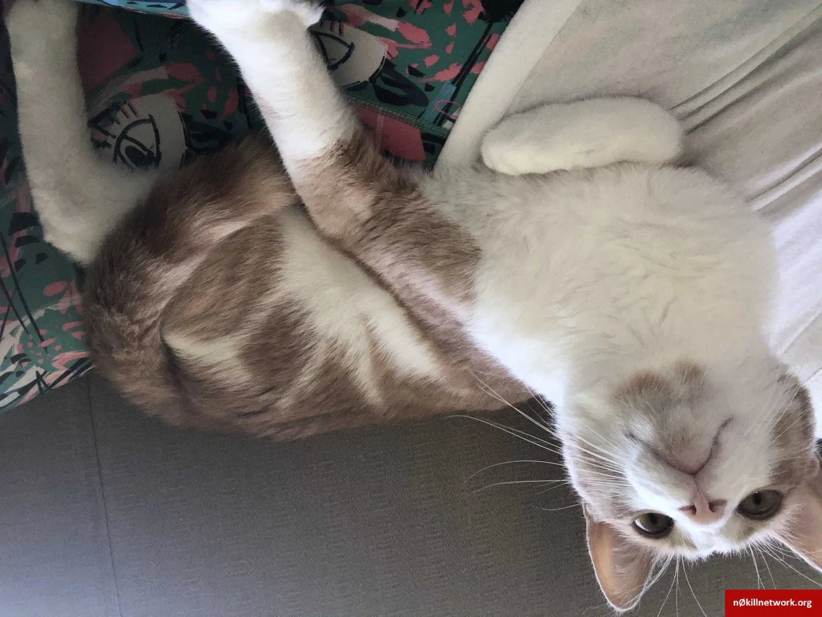 Lost cat in Silver Spring, MD, 20902