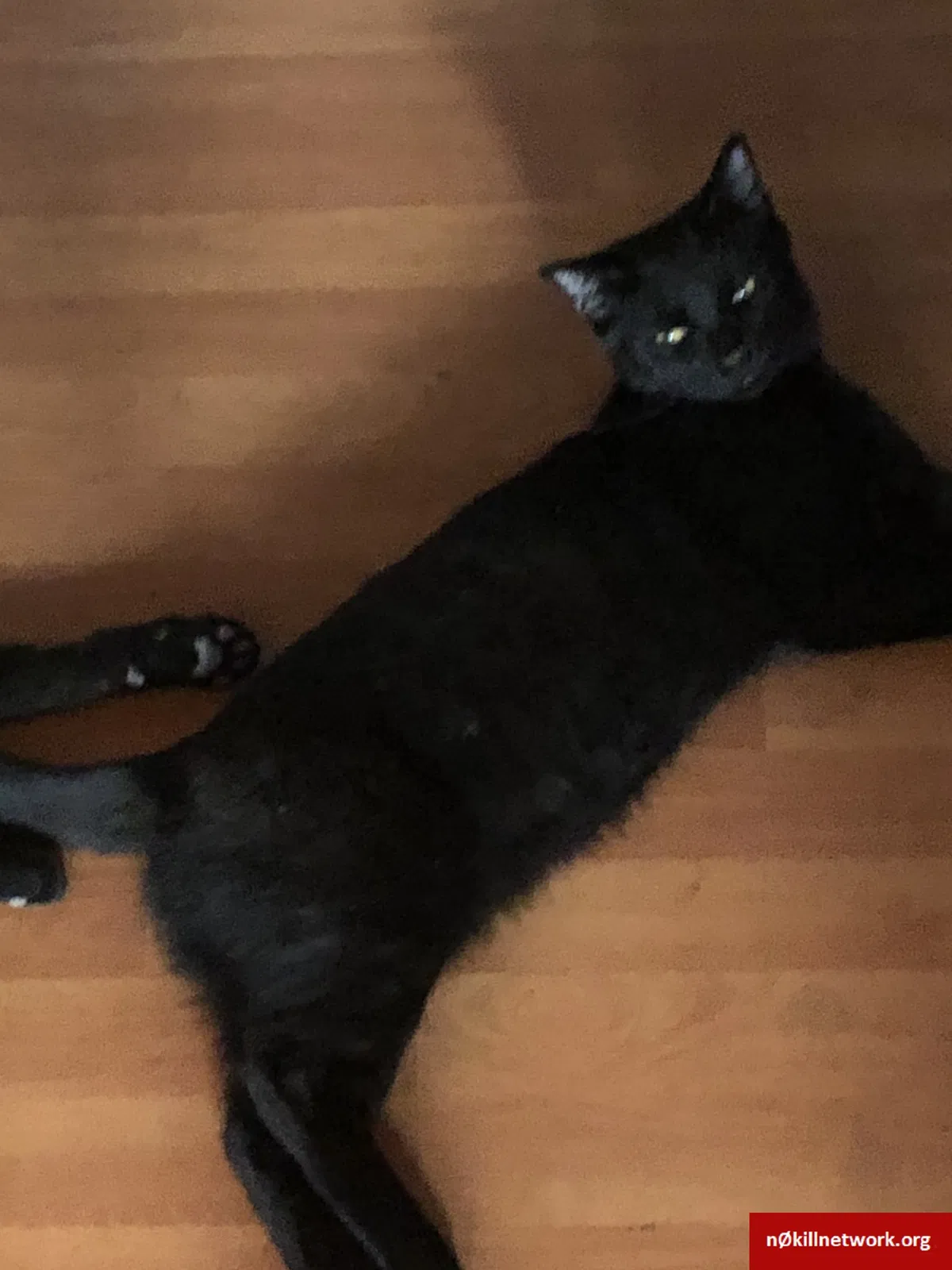 Lost cat in Pittsburg, CA, 94565