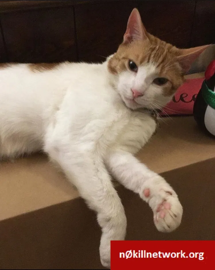 Lost cat in Lacey, WA, 98503