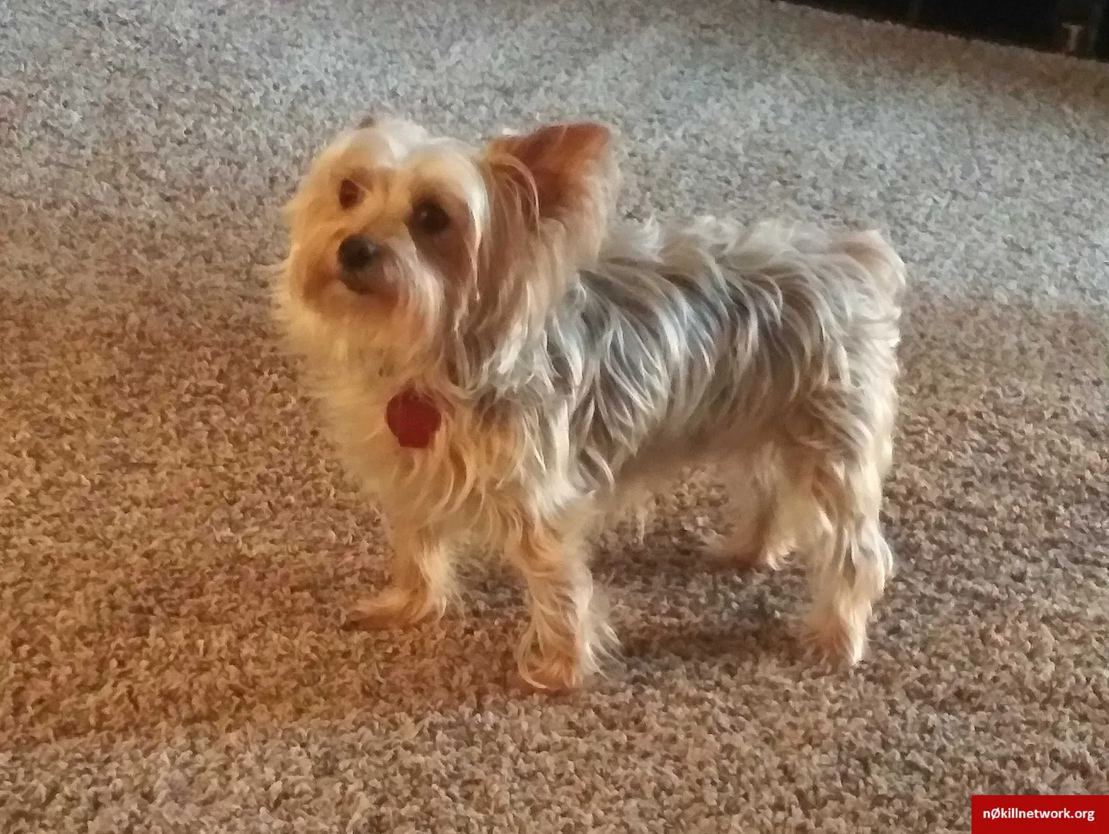 Lost dog in Bridgeport, OH, 43912