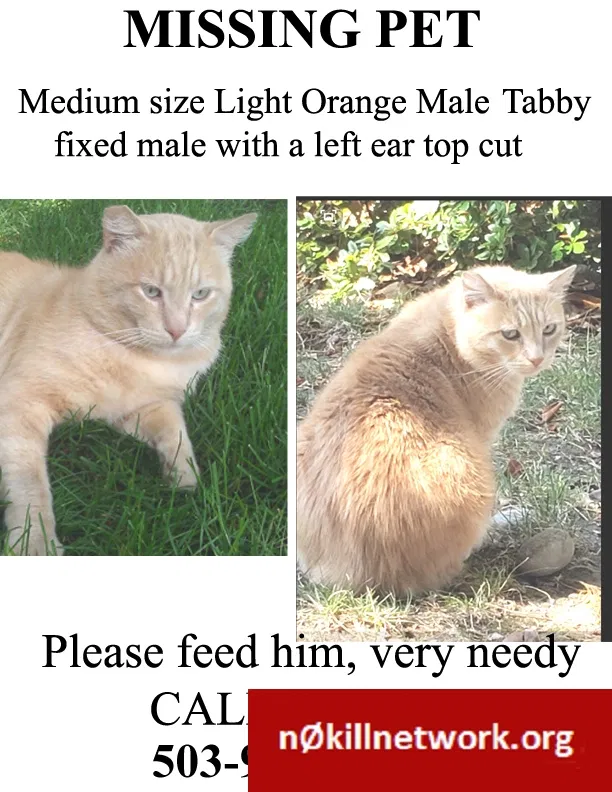 Lost cat in Battle Ground, WA, 98604