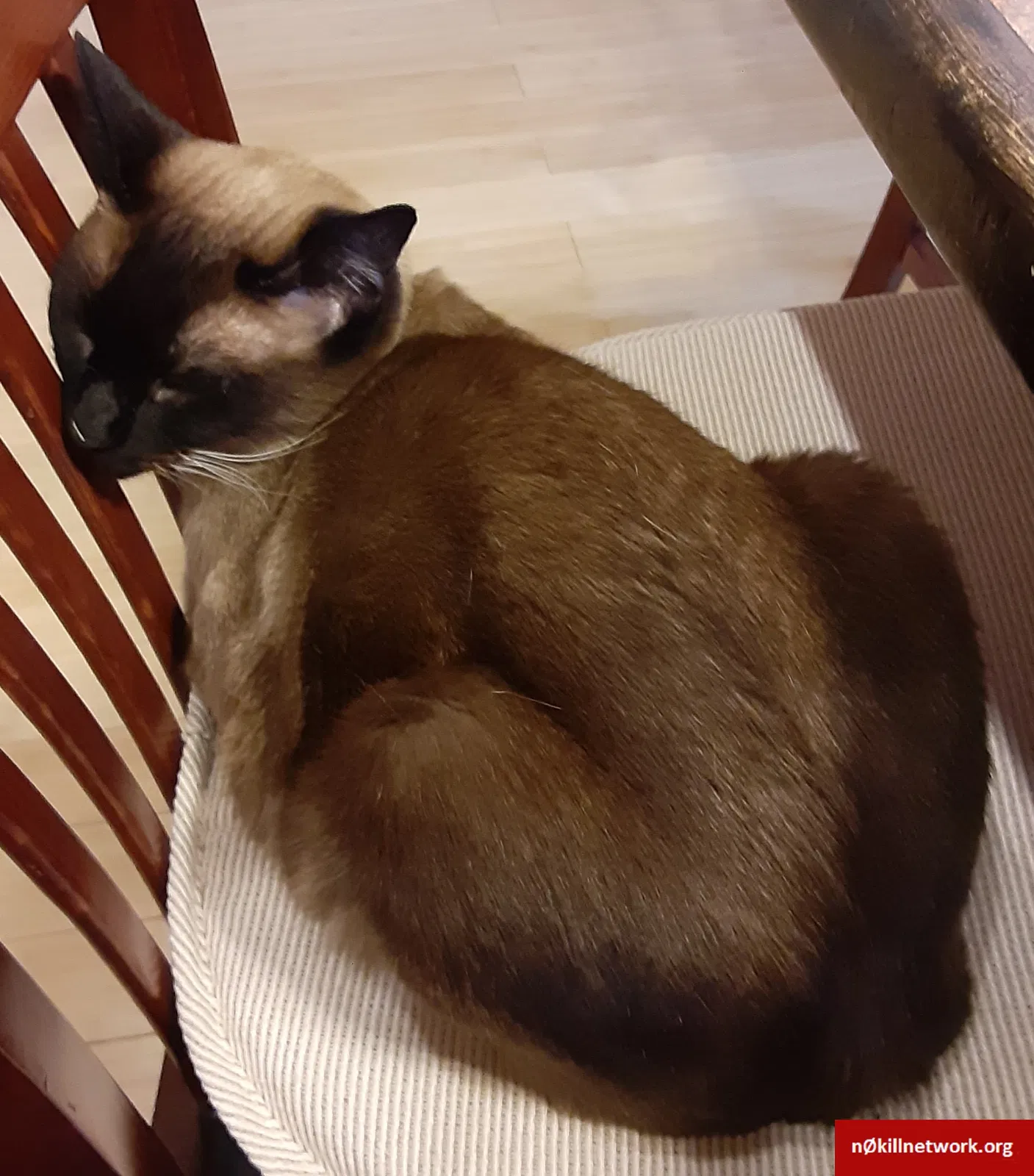 Lost cat in Alcalde, NM, 87511