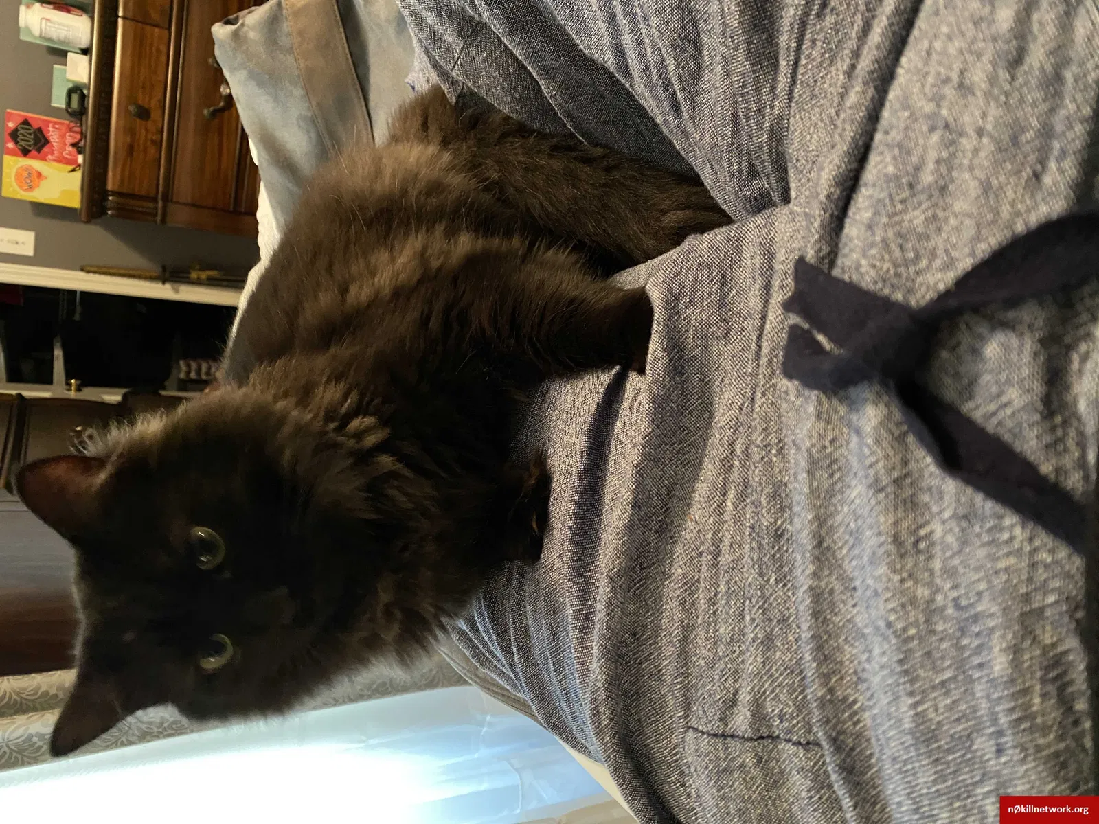 Lost cat in Westerville, OH, 43081