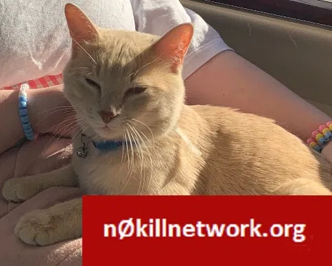 Found cat in Glendale Luke Afb, AZ, 85309