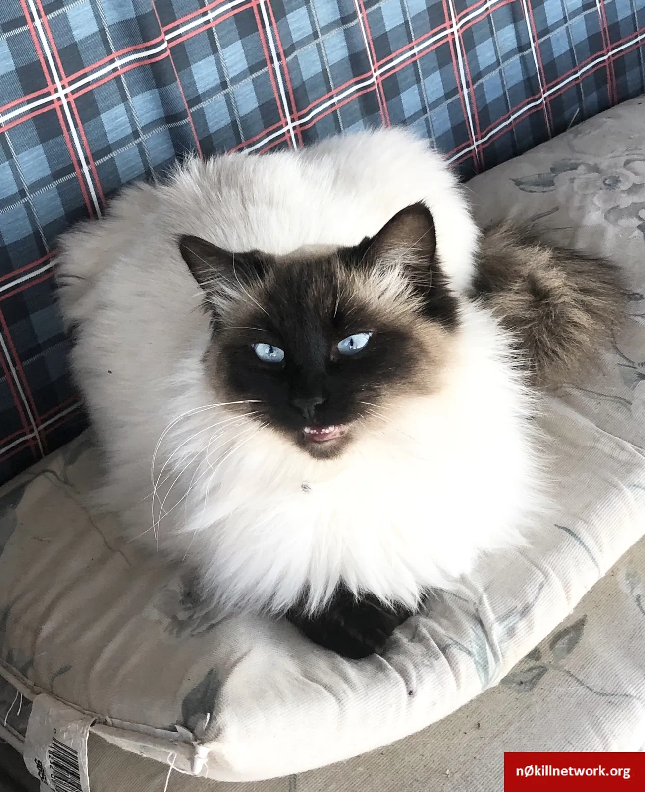 Lost cat in San Angelo, TX, 76903