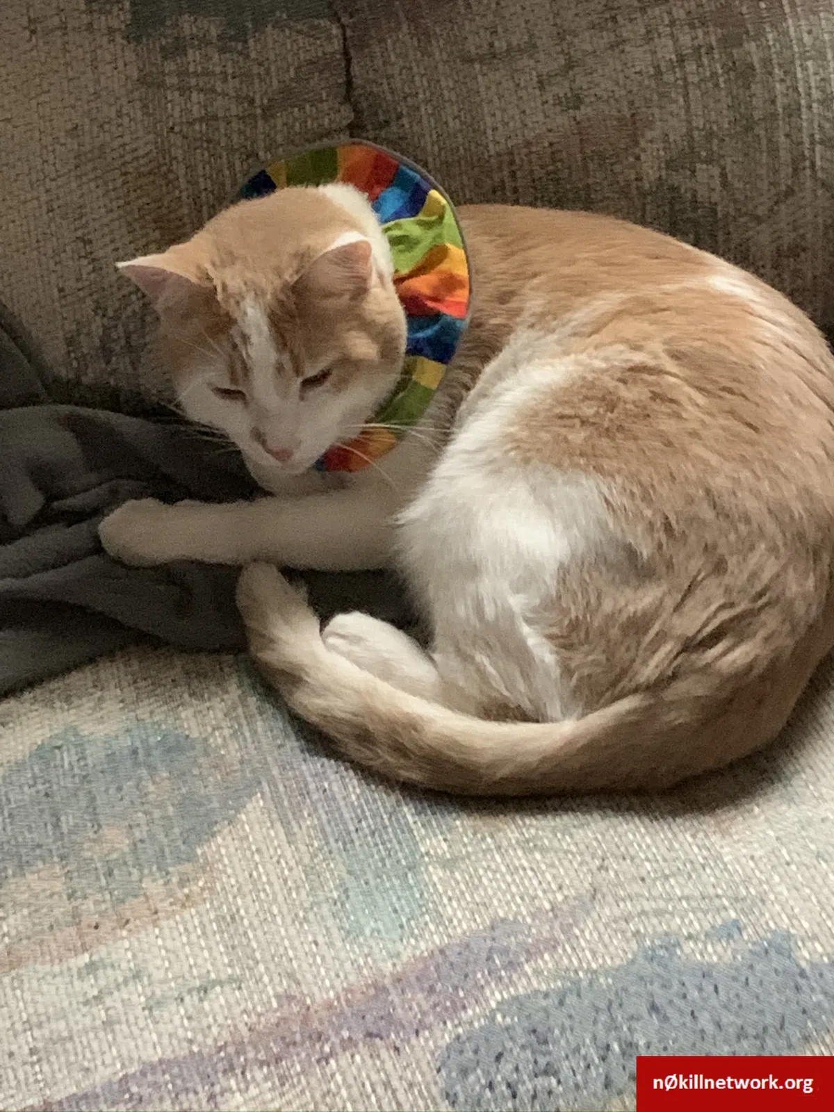 Lost cat in Casa Grande, AZ, 85122