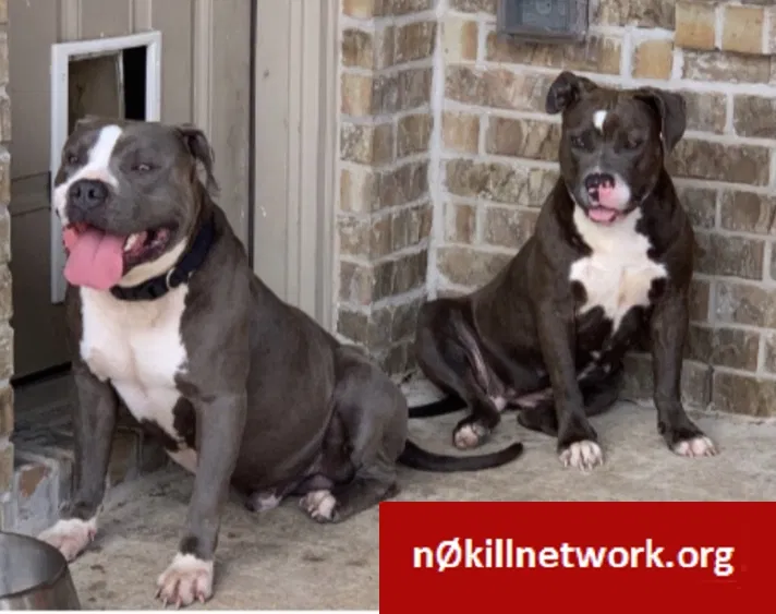 Lost dog in Missouri City, TX, 77459