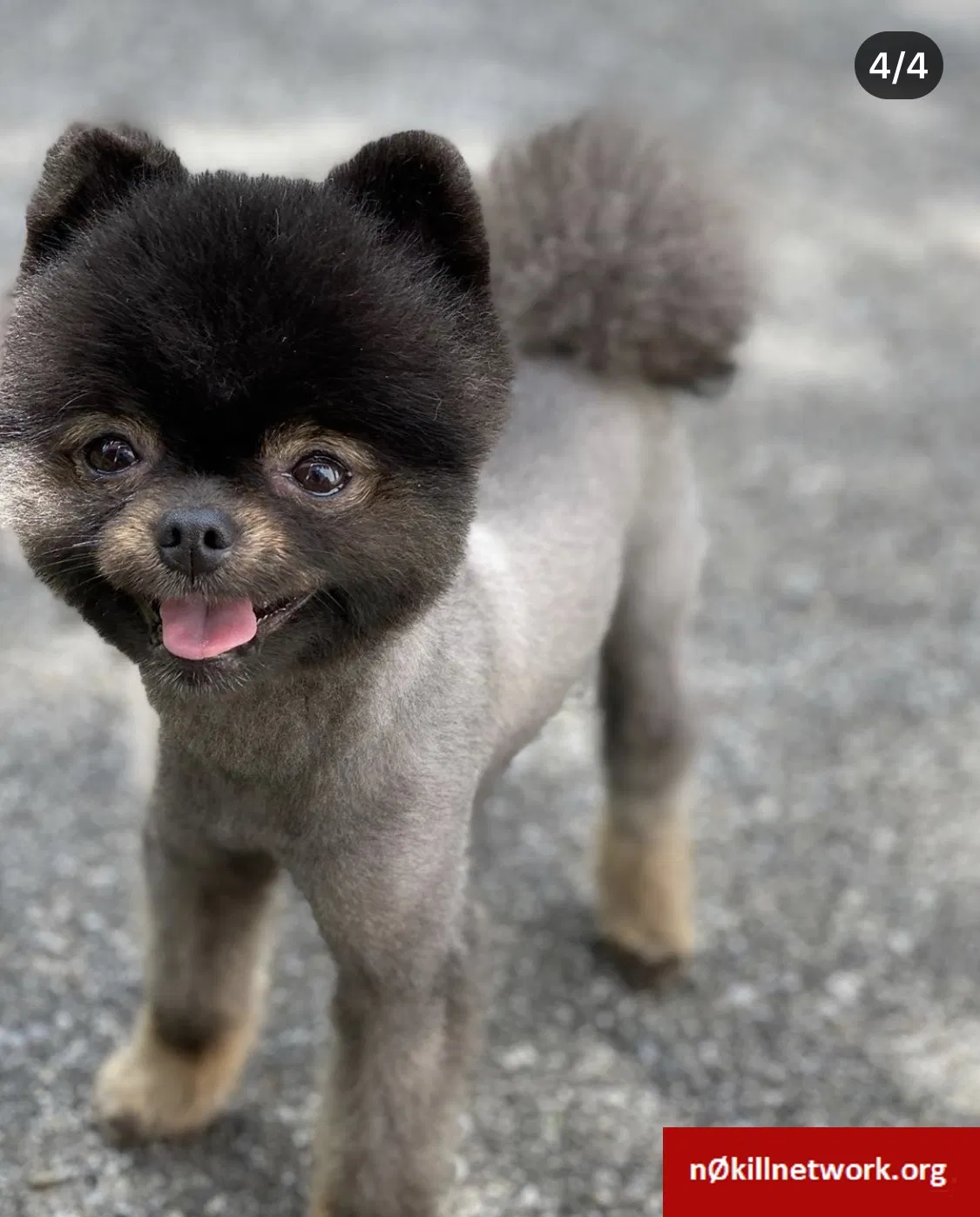 Lost dog in Fresh Meadows, NY, 11366
