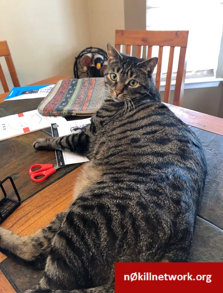 Lost cat in Ledgewood, NJ, 7852