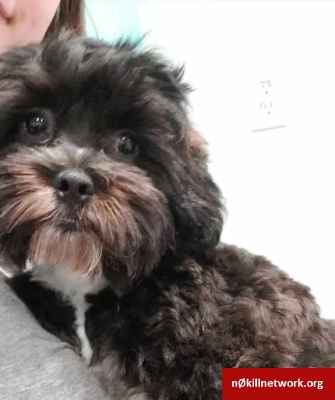 Lost dog in Tyler, TX, 75702