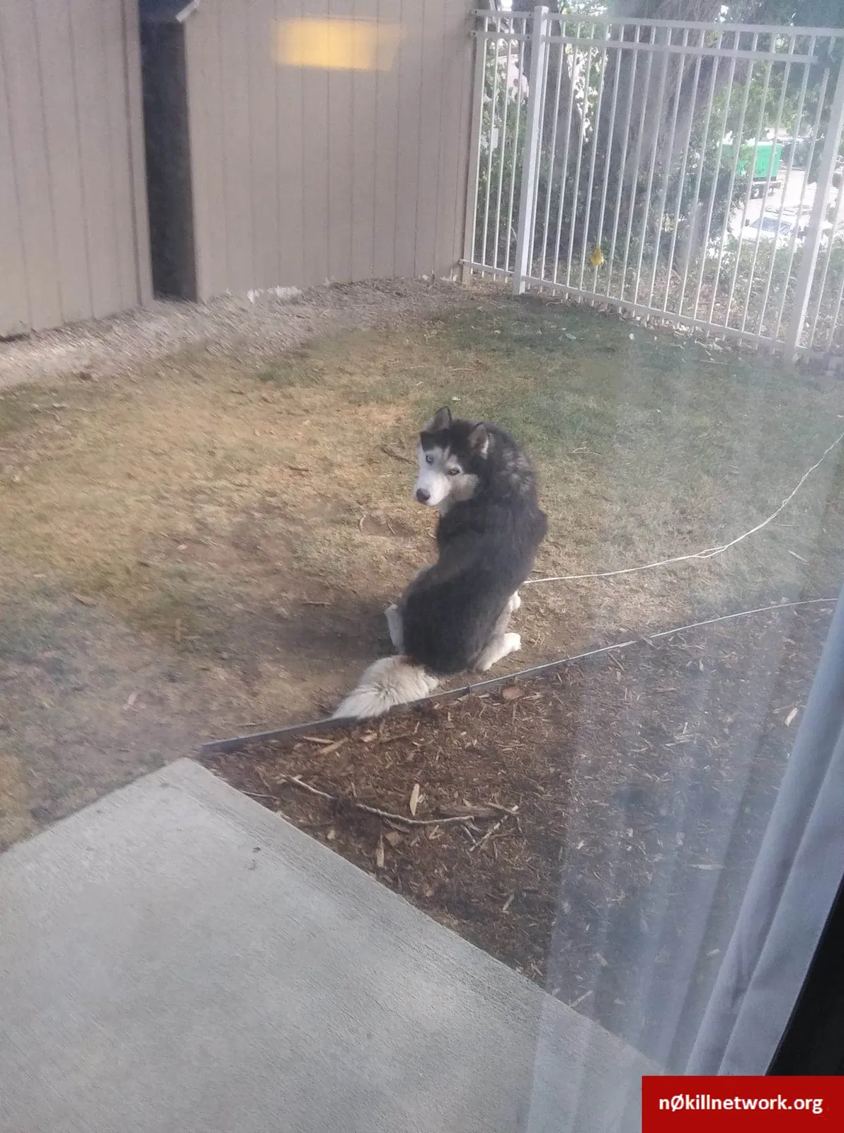 Lost dog in Englewood, CO, 80112