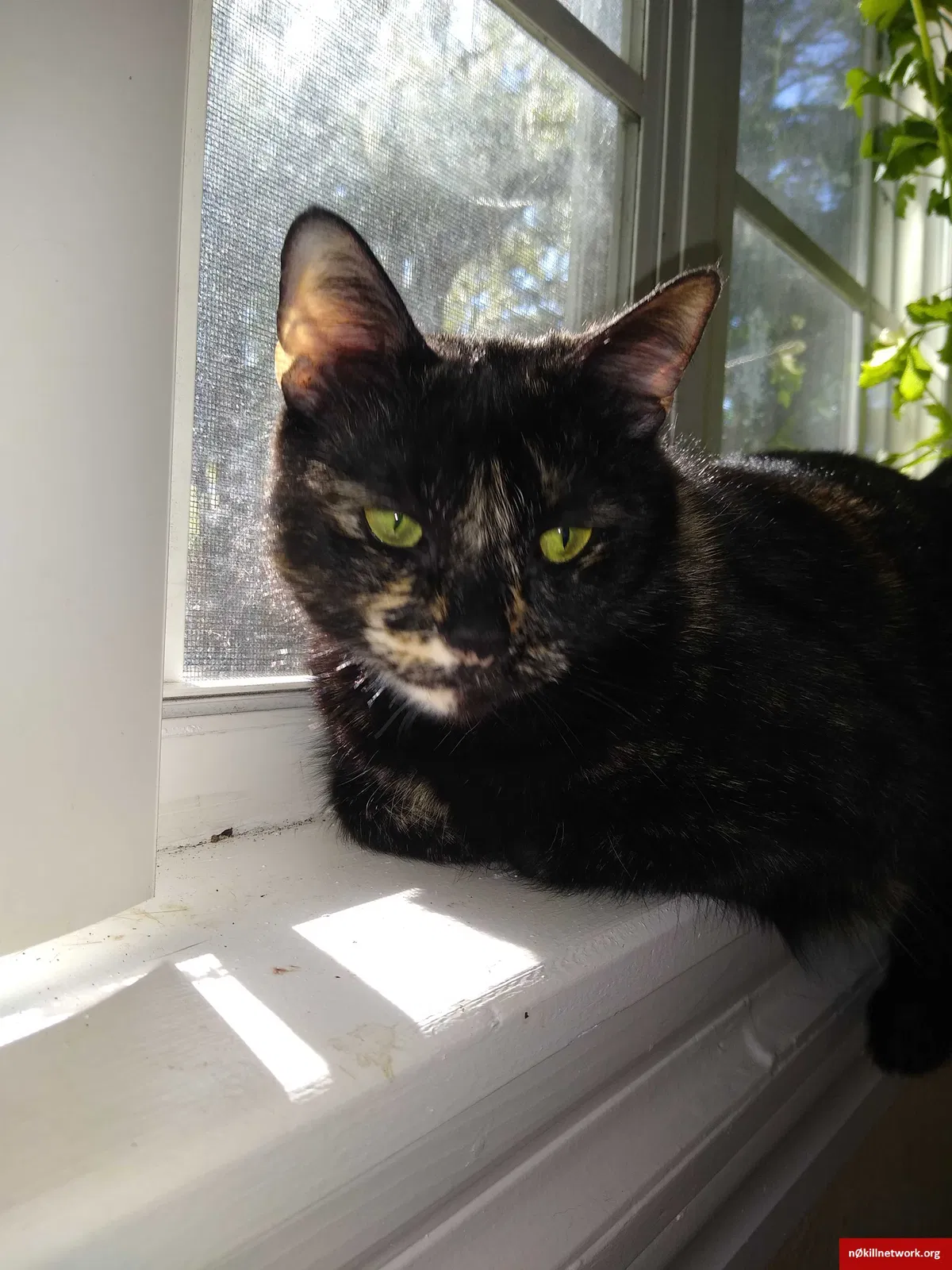 Lost cat in Winter Park, FL, 32792