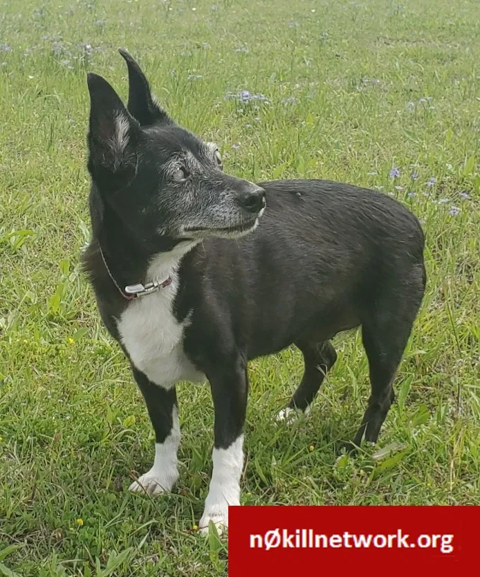Lost dog in Mansfield, TX, 76063