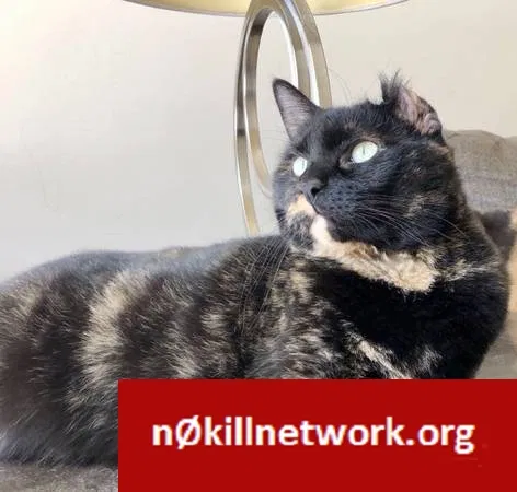 Lost cat in Annandale, VA, 22003